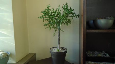 Euphorbia stenoclada