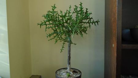 Euphorbia stenoclada