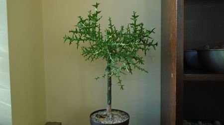 Euphorbia stenoclada