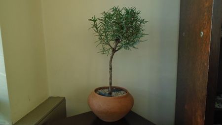 Rosmarinus officinalis (-19C)