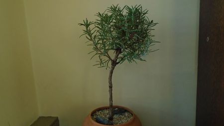 Rosmarinus officinalis (-19C)