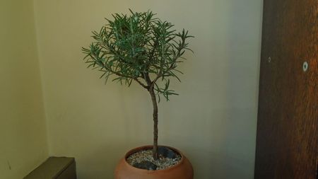 Rosmarinus officinalis (-19C)