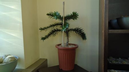 Araucaria araucana