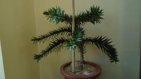 Araucaria araucana