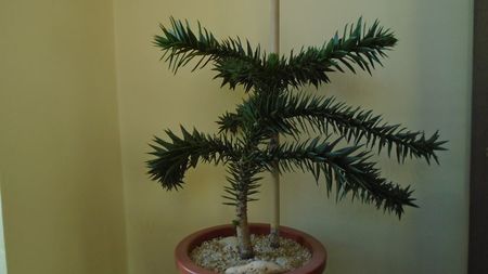 Araucaria araucana