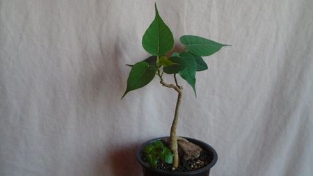 Ficus religiosa