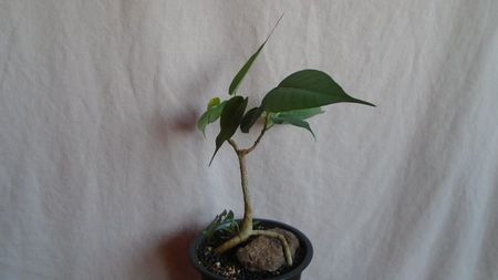 Ficus religiosa