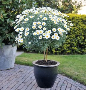 crizantema argyranthemum frrutescens 3