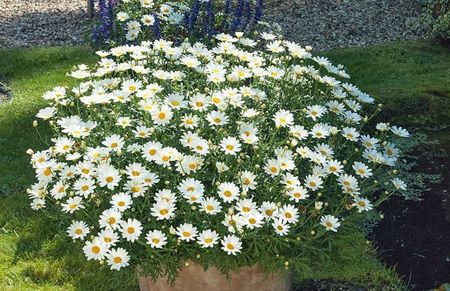 crizantema argyranthemum frrutescens 5