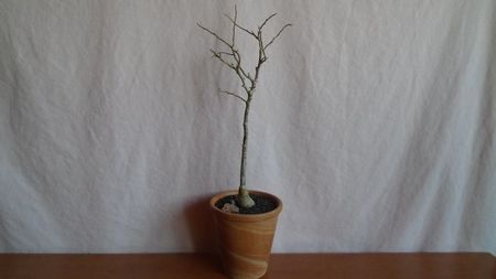 Euphorbia misera, Baja California si Sonora in Mexico; replantata in febr. 2022

