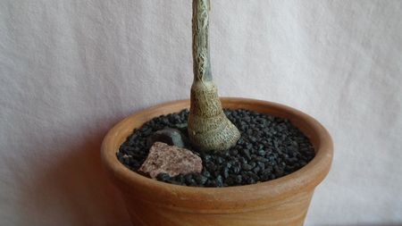 Euphorbia misera, detaliu caudex; replantata in febr. 2022
