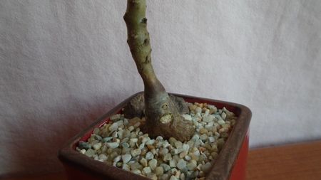 Pelargonium laxum, Africa de Sud, caudex
