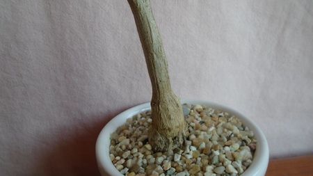 Plectranthus ernstii, detaliu caudex