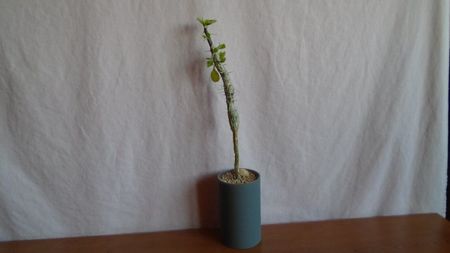 Fouquieria (Idria) columnaris, Peninsula Baja, California, Mx.
