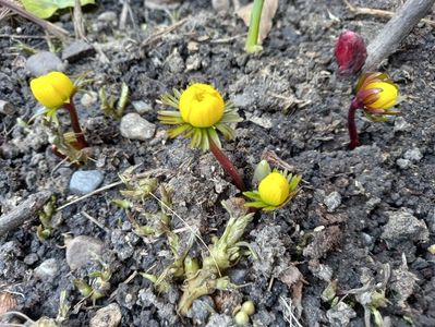 Eranthis
