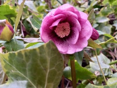 H. Double Ellen Pink Spotted