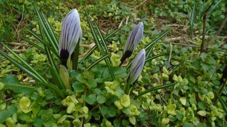 Crocusi
