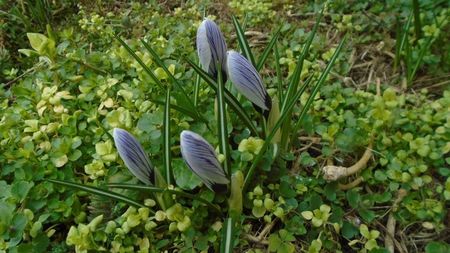 Crocusi