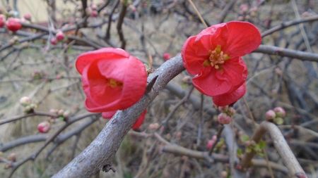 Gutui japonez (Chaenomeles japonica)