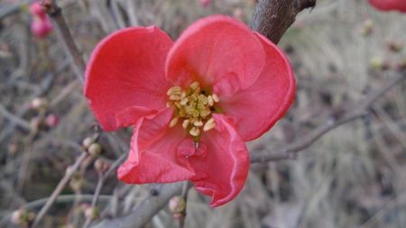 Gutui japonez (Chaenomeles japonica)