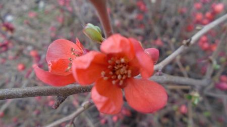Gutui japonez (Chaenomeles japonica)