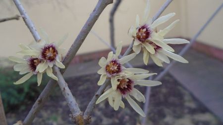 Arbustul zanei (Chimonanthus praecox)