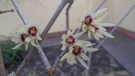 Arbustul zanei (Chimonanthus praecox)