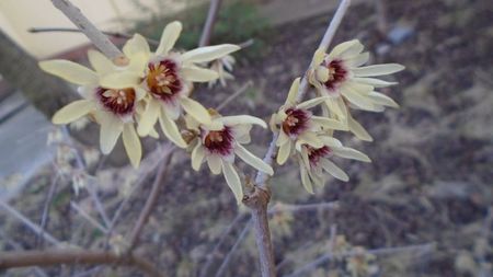 Arbustul zanei (Chimonanthus praecox)
