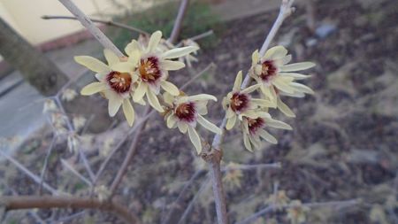 Arbustul zanei (Chimonanthus praecox)