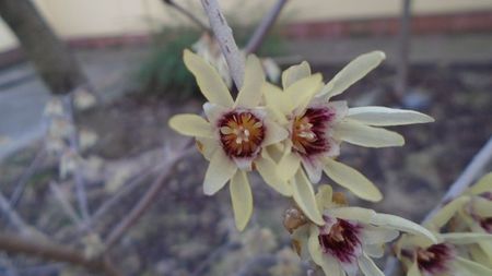 Arbustul zanei (Chimonanthus praecox)