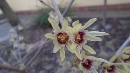 Arbustul zanei (Chimonanthus praecox)