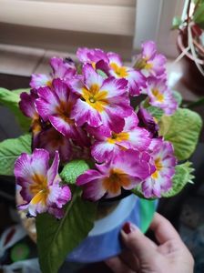 Primula; Este foarte frumoasa!
