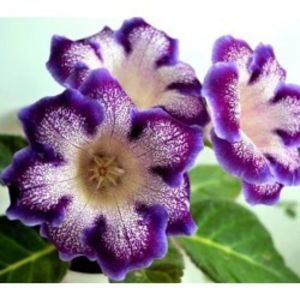 bulbi-gloxinia-tigre-blue-