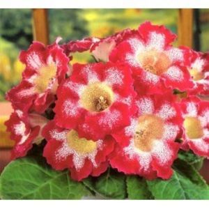 bulbi-gloxinia-tigre-red-