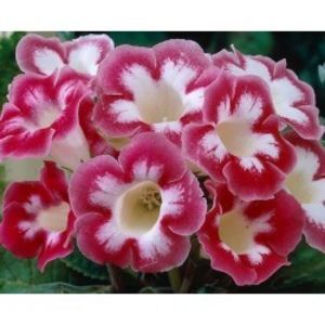 Gloxinia-Blanche-de-Meru-