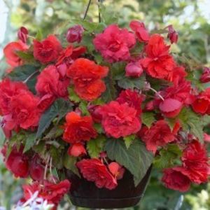 begonia-smelling-red-