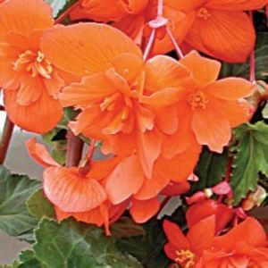 begonia-tuberhybrida-pendula-cascade-orange-