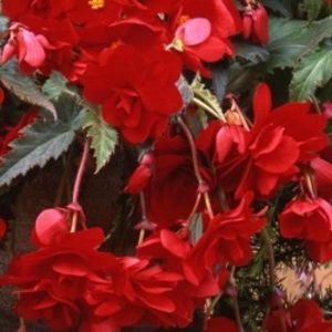 begonia-tuberhybrida-pendula-cascade-red