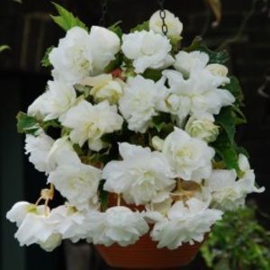begonia-tuberhybrida-Pendula-Cascade-White