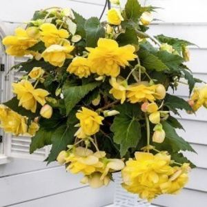 begonia-tuberhybrida-pendula-cascade-yellow-