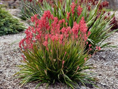 anigozanthos-hybrid_kangaroo-poza preluata; sau crin australian-laba de cangur,infloreste din mai-august,se planteaza in plin soare,,se uda de 2 ori pe saptamana in timpul infloritului,apoi la 6-8 zile,,iarna se tine pamantul aproape uscat.
