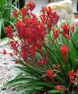 anigozanthos-sunt-originare-din-australia-poza preluata; iarna rezista -5 grade,in martie  se desprind rizomii,trebuie replantat anual,dupa o perioada de 4-5 ani daca nu este replantat poate muri,sa reziste iarna se taie 10 cm de la pamant.
