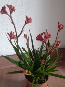 Anigozanthos; boli patarea frunzelor,fungicid pe baza de  oxiclorura de cupru,ingrasamant  pentru plante cu flori,o data pe luna.

