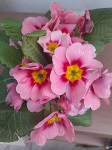 primula