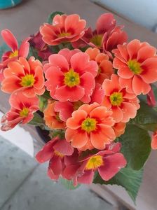 primula