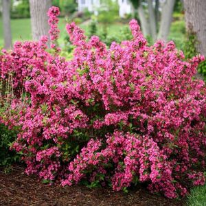 Weigela-Sonic-Bloom-Pink; remontanta din mai si pana la primele ingheturi,tundere imediat dupa inflorire,este nevoie de putina taiere,zona 4-8,in zonele prea calde  umbra usoara
