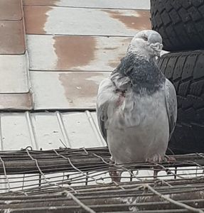 Sparta gusa de soim si cusut cu ata .