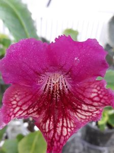 Streptocarpus din semințe