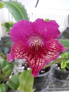 Streptocarpus din semințe