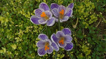 Crocusi